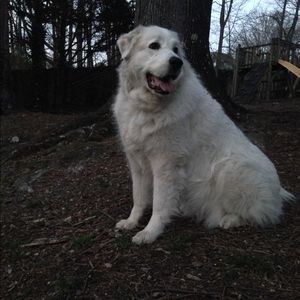 Meet your Posher, Ella